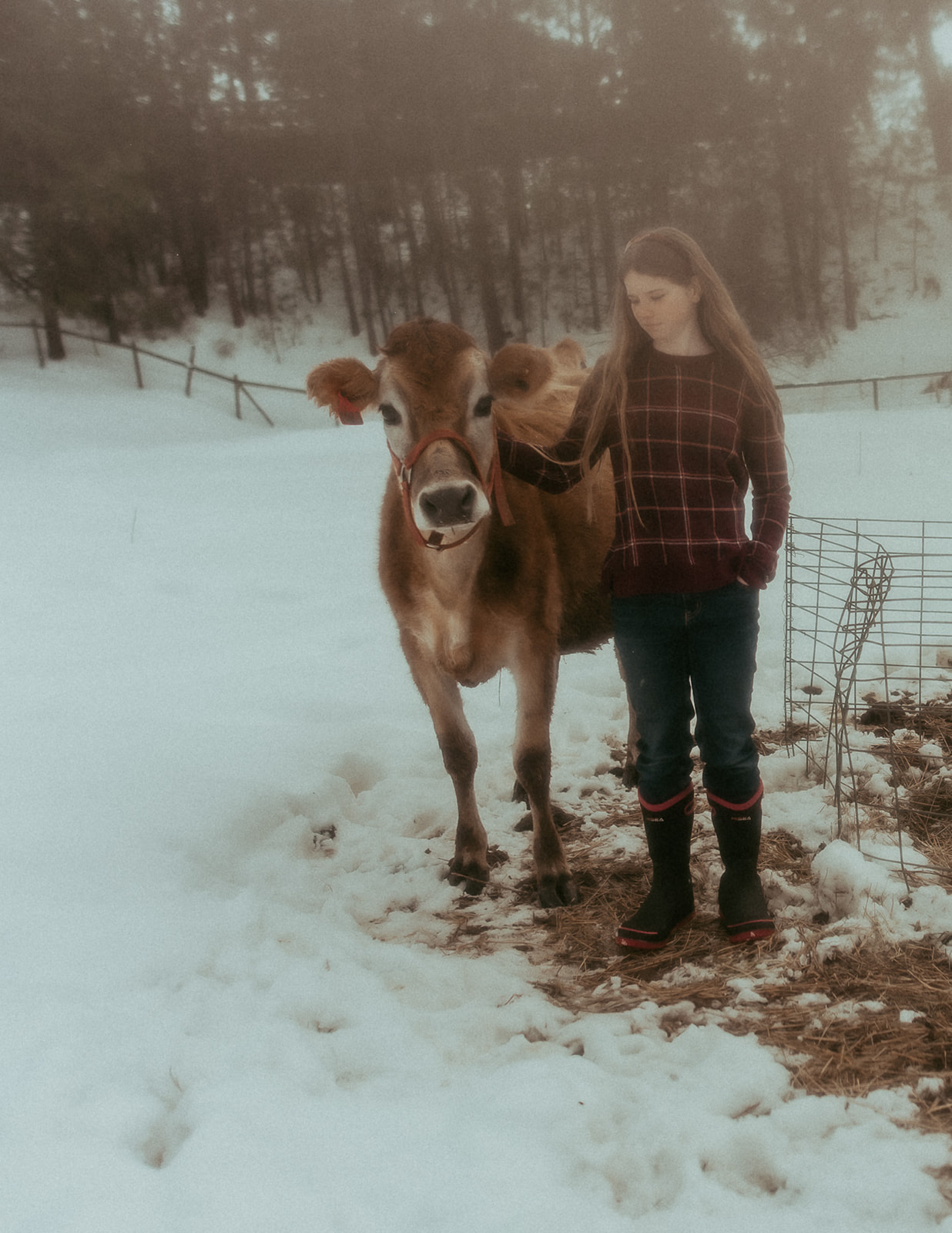 A teenage girl walks and pets a young cow on the farm in the snow