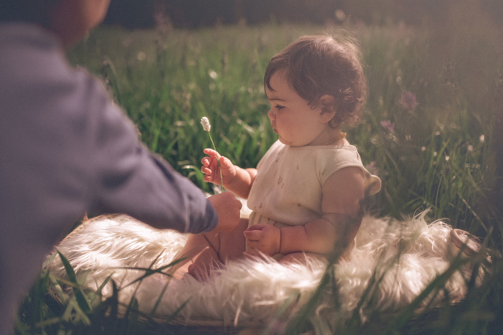 Dad hands his infant a wildflower as she sits on a fur blanket in tall grass in a white outfit after exploring Endvr Missoula