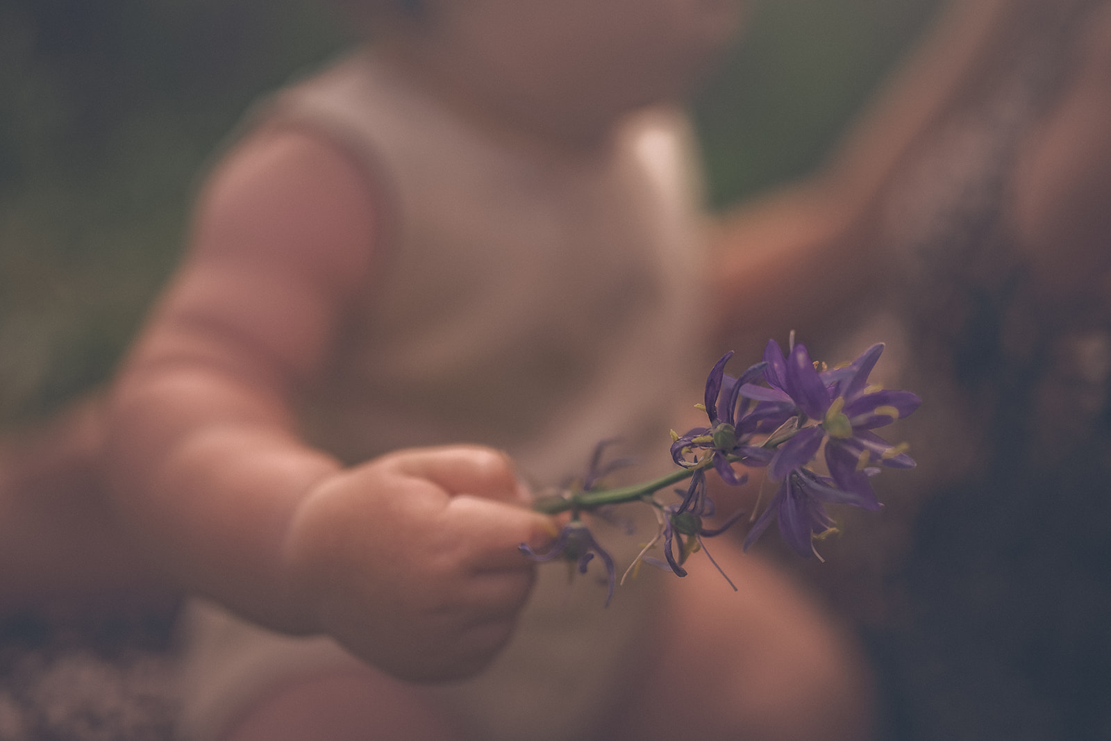 Details of a purple wildflower in an infant's hand