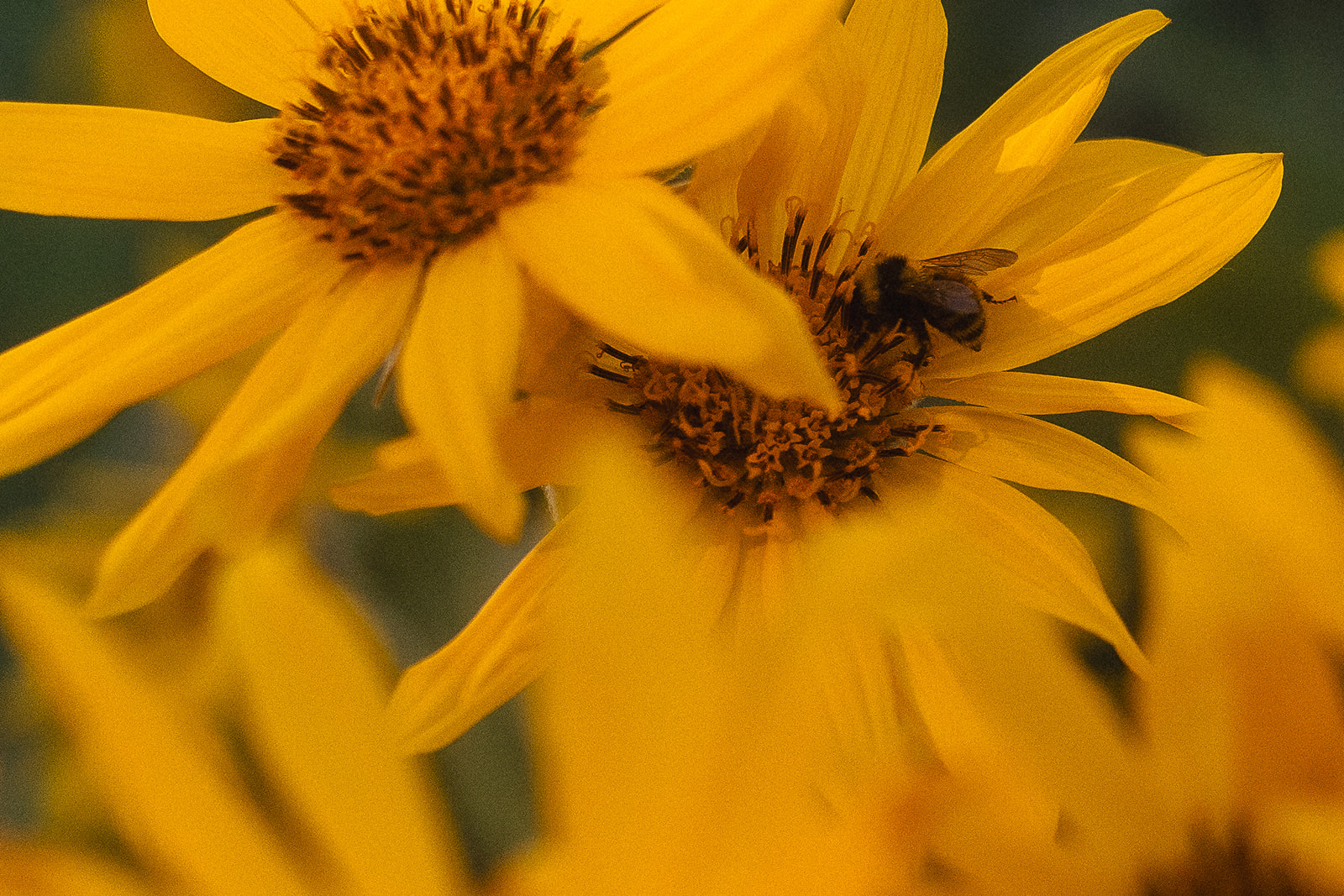 Details of a honey bee collecting pollen on a yellow wildflower at one of the summer camps in Hamilton, MT